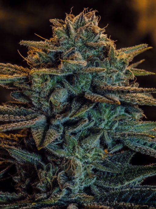 Sweet Zombie Seeds