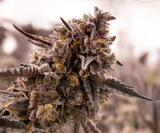 GG4 Cookies Seeds