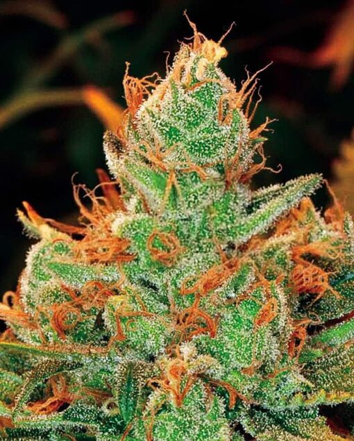 GG4 × Lilly Seeds