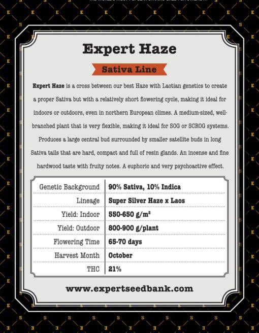 Expert Haze