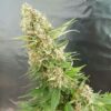 Buy - Critical Gorilla - Expert Seeds - Cannabis Seeds