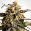 Acapulco Gold seeds