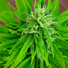 Auto CBD Super Purple Seeds