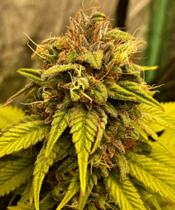 Star Killer Seeds