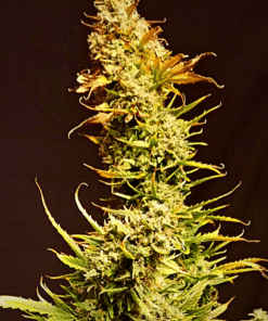 Chemdog Diesel Auto Seeds