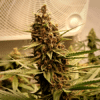 Diesel Auto Seeds