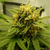 Grandaddy x Bruce Banner Regular Seeds