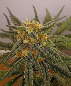 Red Super Skunk Auto flower