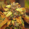 Sweeth Island Seeds