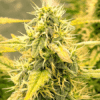 White Widow x California Snow Auto