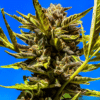 Strawberry Haze