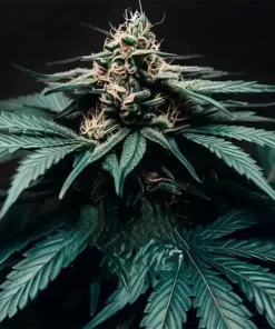 Auto Northern Light F1 Seeds