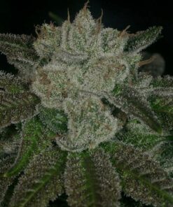 Rudeboi f1Feminized